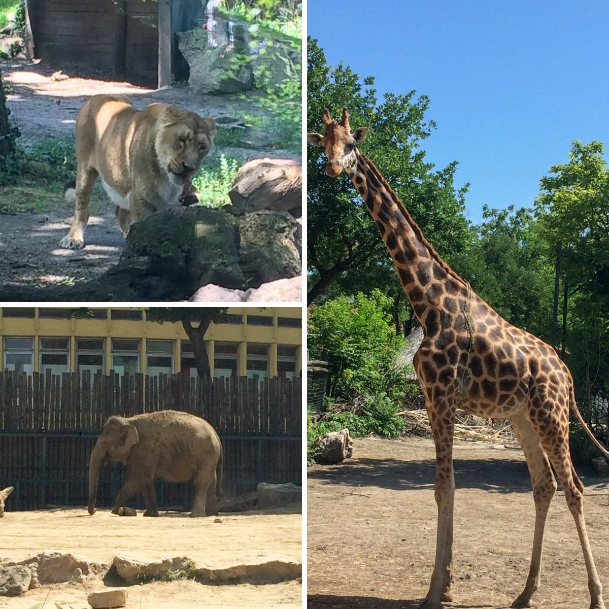 Archie's snaps of Budapest Zoo