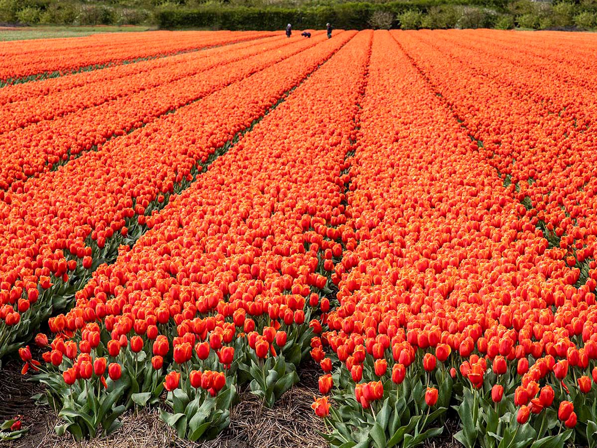 Freedom Trekker Gary's snap of the stunning tulips Freedom Trekker Gary's snap of the stunning tulips