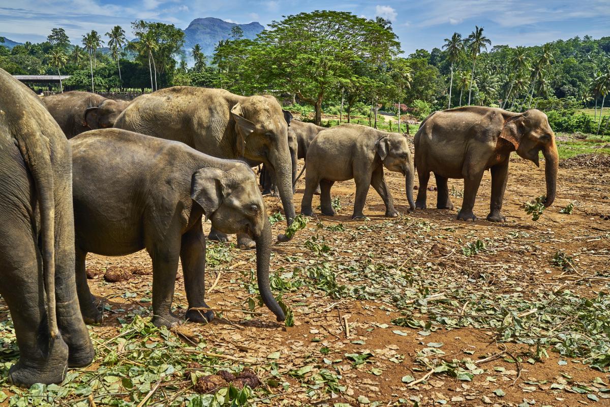 Seeing elephants in the Udawalawe National Park is a real highlight Seeing elephants in the Udawalawe National Park is a real highlight