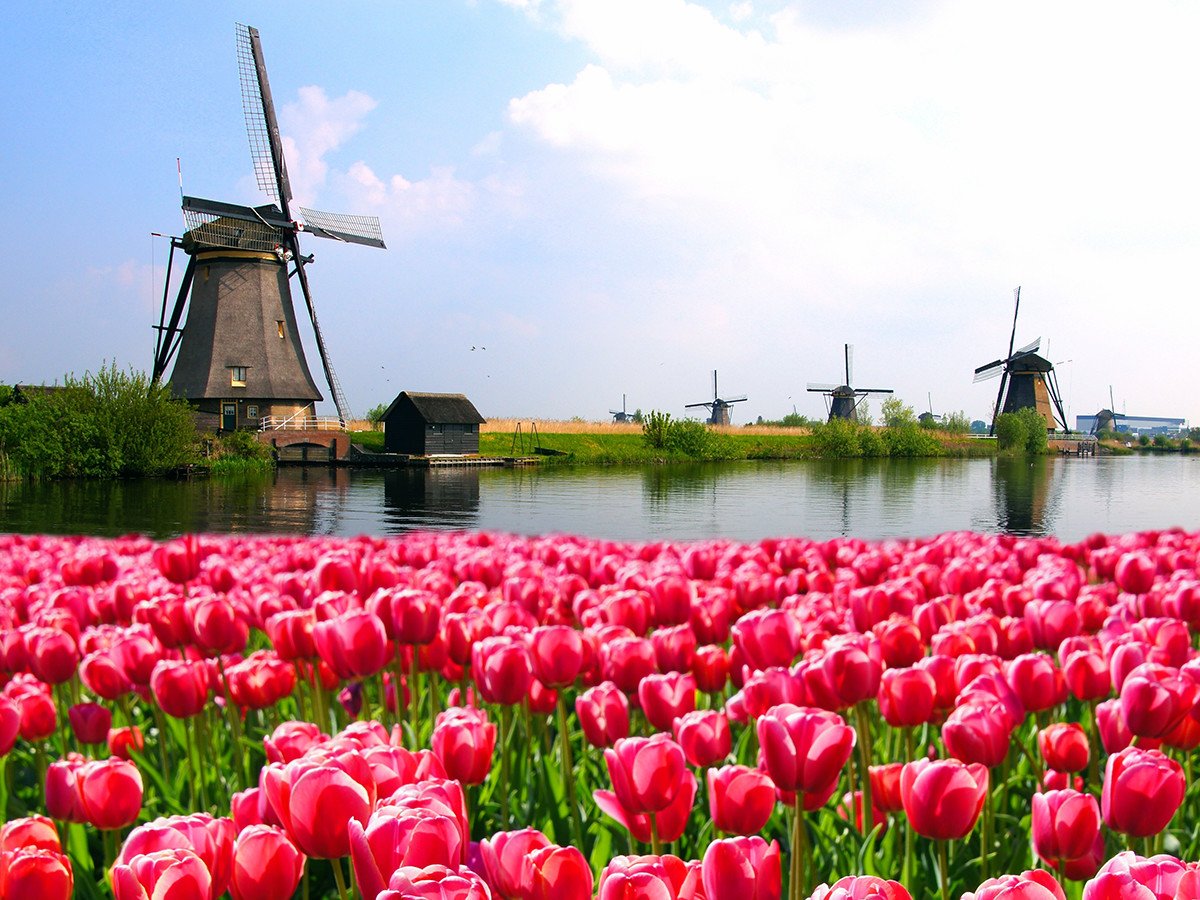 Pedal past serene canals, windmills and tulips in the spring