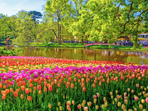 Keukenhof gardens, Holland