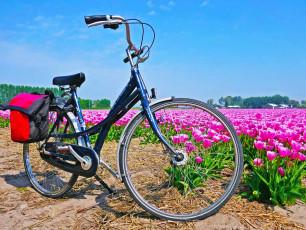 Tulip tour bike